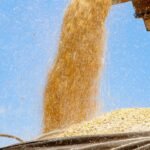 Paraná cresce nas exportações de milho e assume 2º lugar nacional