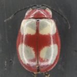 Prefeitura de Coronel Vivida reabre inscrições para estágio em áreas específicas