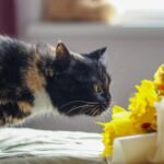 Paula Fernandes estreia como atriz em novela da TV Globo