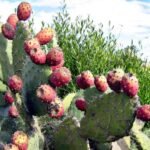 Enem 2025 abre pedidos de reaplicação