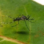 James Webb encontra a supernova mais antiga já registrada