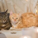 Filme brasileiro entra na lista dos melhores de 2025 do NYT