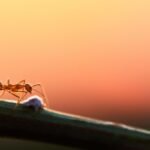 Parque do Lago recebe programação especial de verão