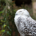 Guns N’ Roses anuncia saída de tecladista antes de turnê mundial