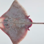 The Promised Neverland ganhará musical no Japão para celebrar 10 anos