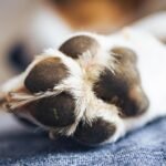 Castração gratuita para cães e gatos chega a 47 cidades do Paraná