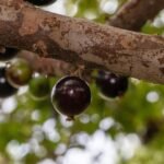 Castração gratuita abre 558 vagas para cães e gatos em Pato Branco
