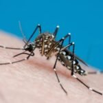 Casos de dengue caem mais de 90% no Paraná em 2026
