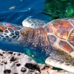 Brasil já tem datas e horários definidos na Copa de 2026