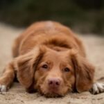 Companhias aéreas restringem uso de carregadores portáteis em voos