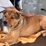 Vet-Móvel Paraná inicia atendimentos gratuitos para cães e gatos