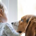 Convivência com cães pode estar associada à melhor saúde de bebês, aponta pesquisa